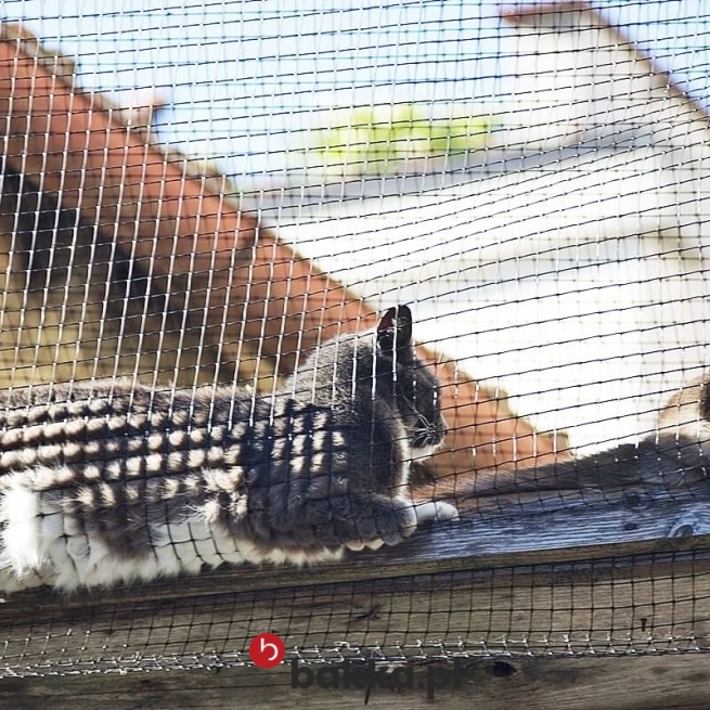 Siatka ochronna z małym oczkiem, wykonana z wytrzymałego tworzywa o oczkach 2x2 cm i grubości 2 mm, zapewnia niezawodne zabezpieczenie balkonu, ponieważ jest produkowana na indywidualny wymiar, co gwarantuje idealne dopasowanie do każdej konstrukcji. Produkt, dostępny w kilku uniwersalnych kolorach, stanowi trwałą i estetyczną barierę, która skutecznie ochrania przestrzeń, dzięki czemu można cieszyć się spokojnym wypoczynkiem na świeżym powietrzu przez cały sezon. w Bakka