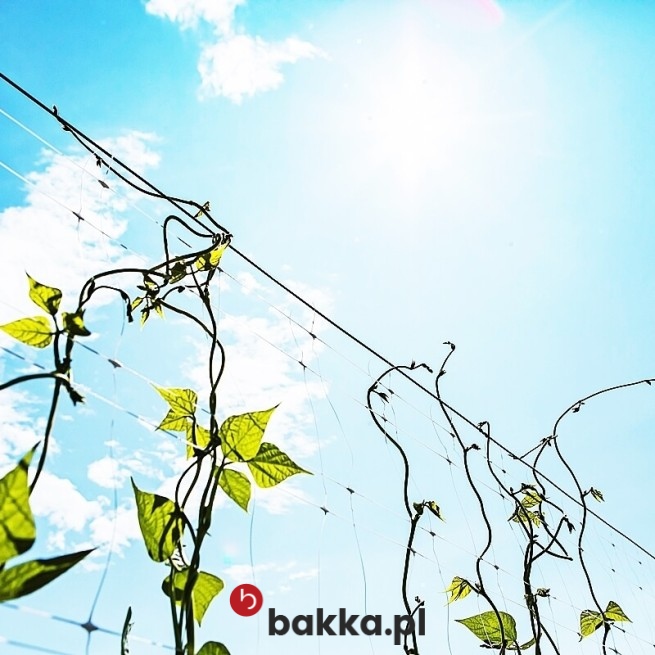 siatka o gęstej strukturze oczek w Bakka