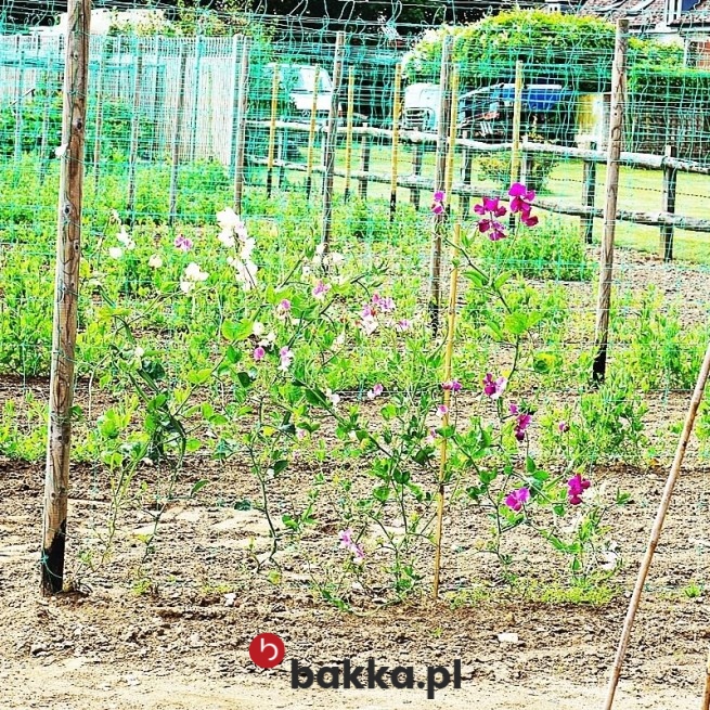  Bakka - Siatka na wymiar do ogrodzenia grządek - polipropylenowe zabezpieczenie zielone z oczkiem 6x6 cm 