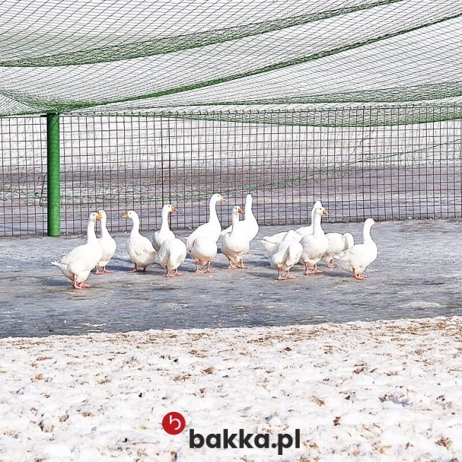  Bakka - Ogrodzenie dla Gęsi 