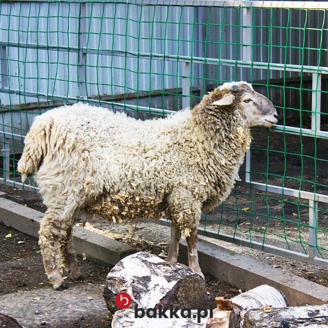  Bakka - Siatki dla kaczek - Siatki zabezpieczające hodowle kaczek 