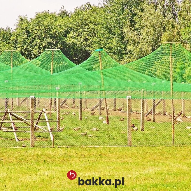 fotografia siatki o gęstym oczku w Bakka