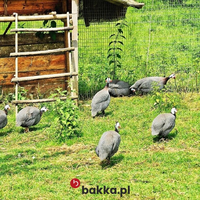 Budowa woliery dla ptaków - siatka ochronna o małych oczkach 1x1 cm z tworzywa w kolorze szarym lub czarnym do… w Bakka