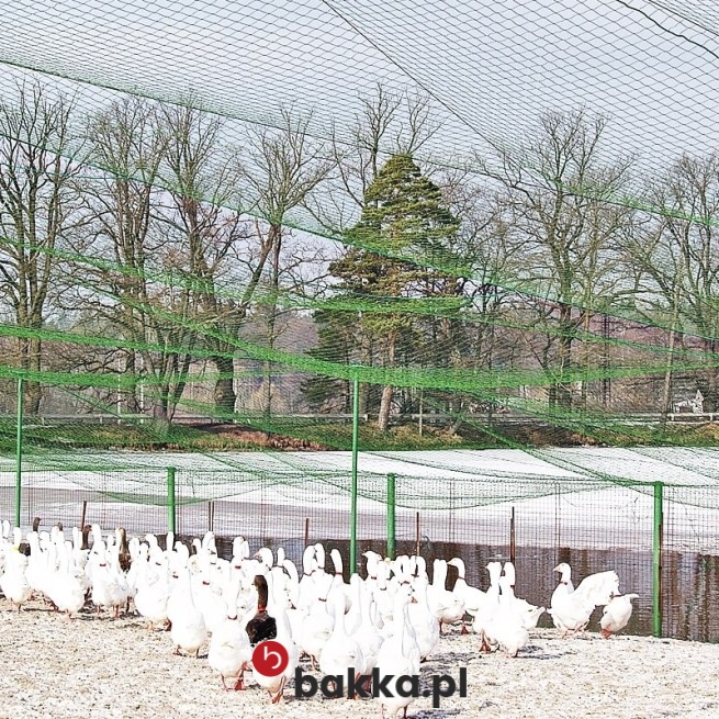 fotografia siatki o gęstym oczku w Bakka