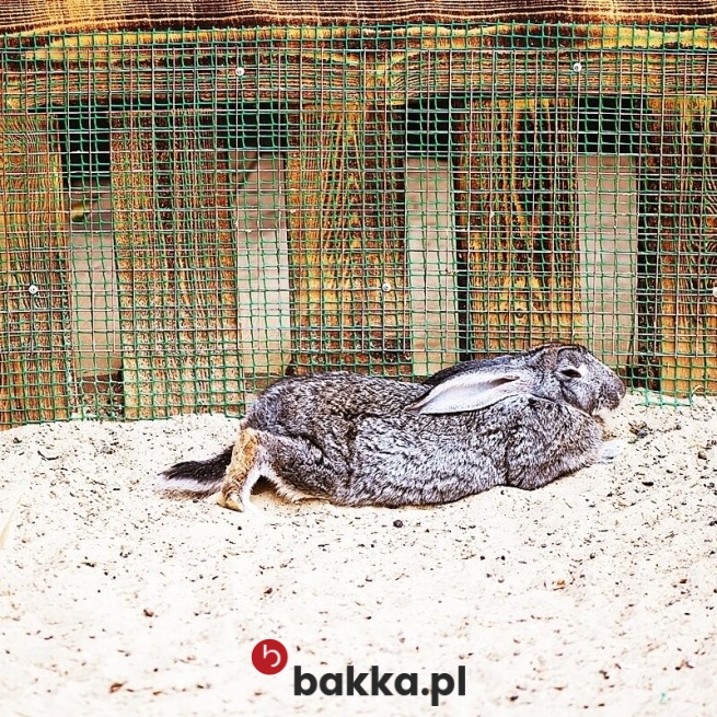  Bakka - Ogrodzenie dla królików 