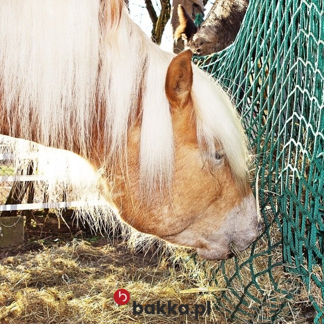 fotografia siatki o gęstym oczku w Bakka