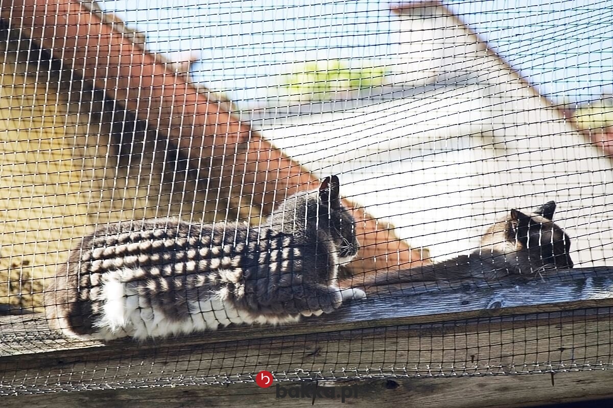   Bakka - Siatka na balkon - materiałowa siatka ochronna z małym oczkiem sprzedawana na twój wymiar z tworzywa polipropylenowego 