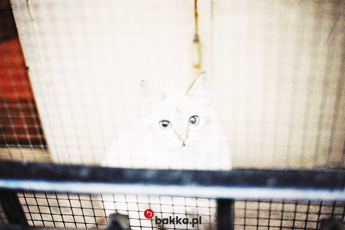  Bakka - Siatki do zabezpieczenia wnętrz mieszkania 
