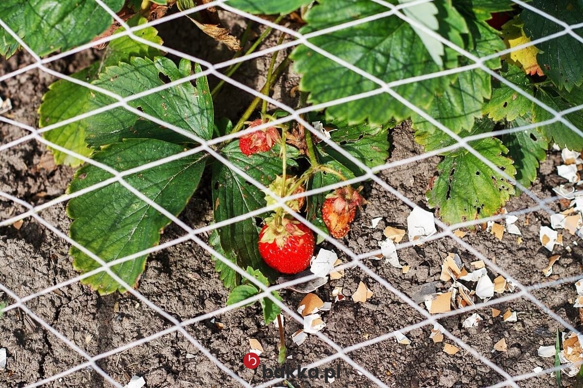   Bakka - Siatka o małych oczkach do ogrodzenia grządek podwyższonych - ochrona na wymiar z tworzywa o wielkości oczek 1x1 cm 