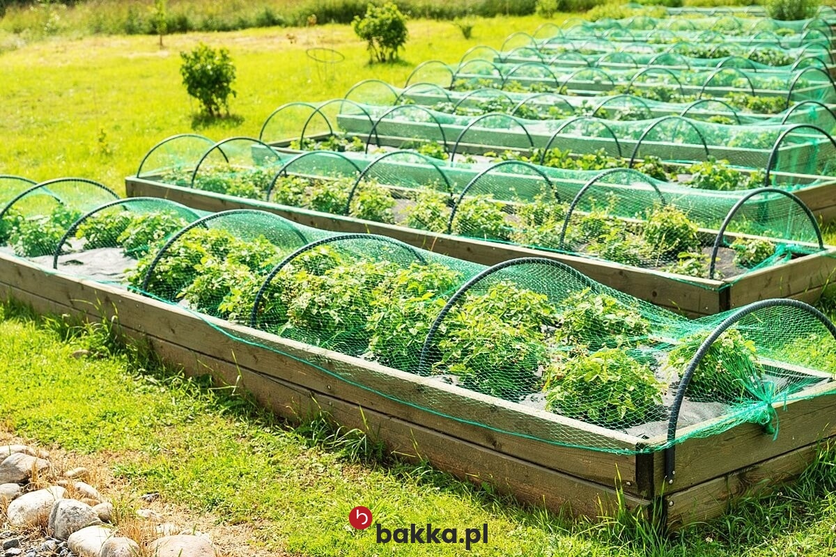   Bakka - Siatki ochronne ogrodów uprawnych w rozmiarze według życzenia klienta, siatka zabezpieczająca z tworzywa o oczkach 10x10 cm, pleciona siatka tekstylna elastyczna, do indywidualnych rozmiarów 