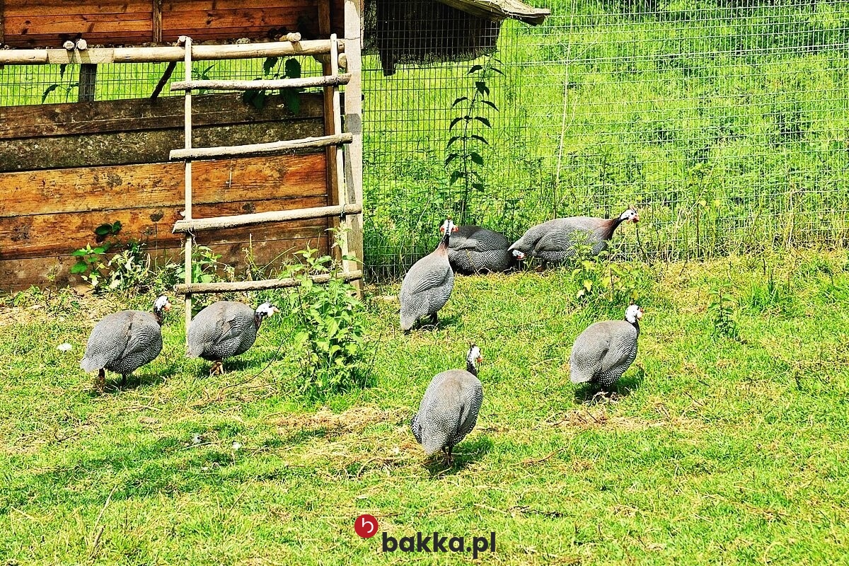 Bakka - Siatka materiałowa zielona na wymiar z elastycznym obszyciem w grafitowym kolorze. 