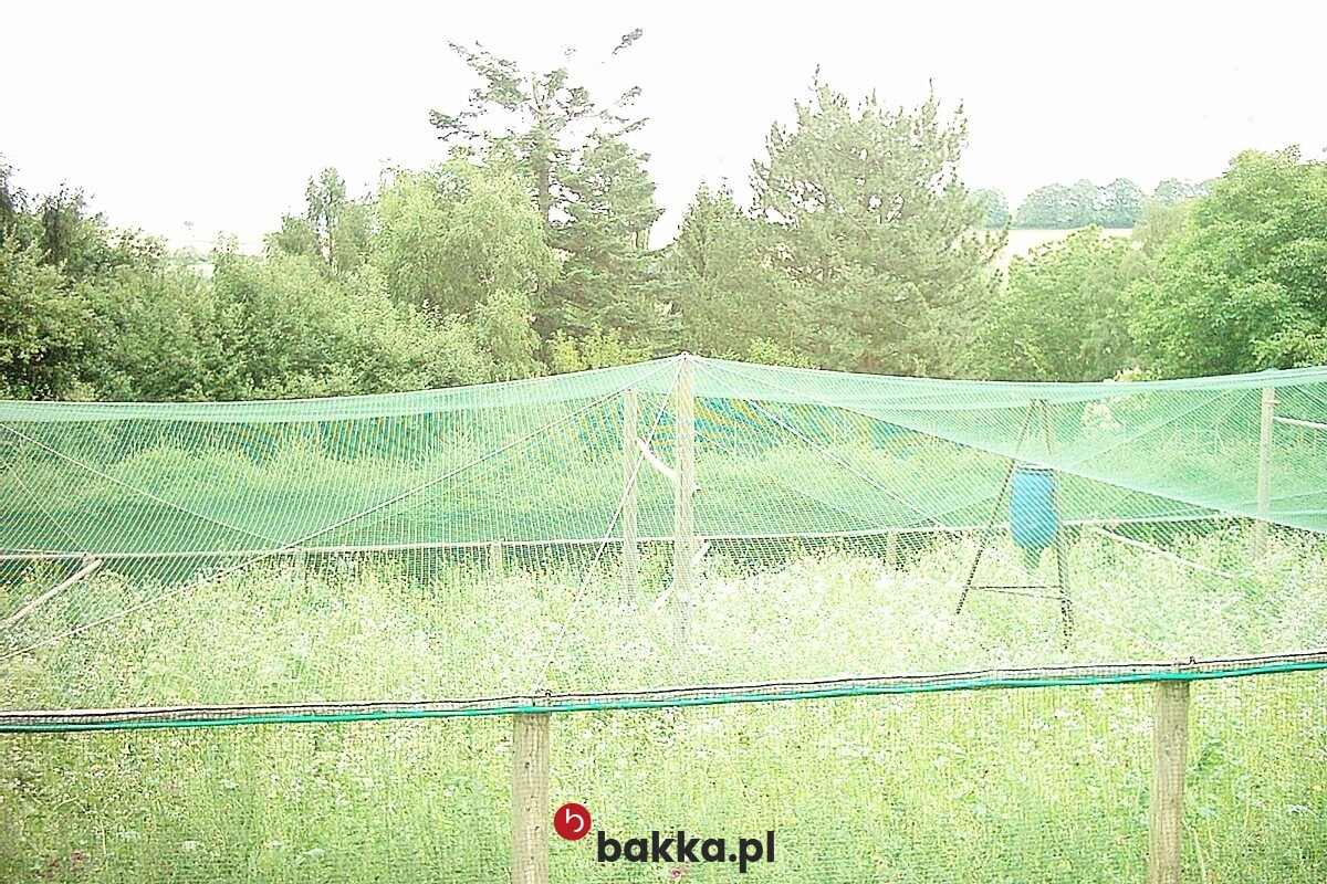  Bakka - Ogrodzenie dla Gęsi 