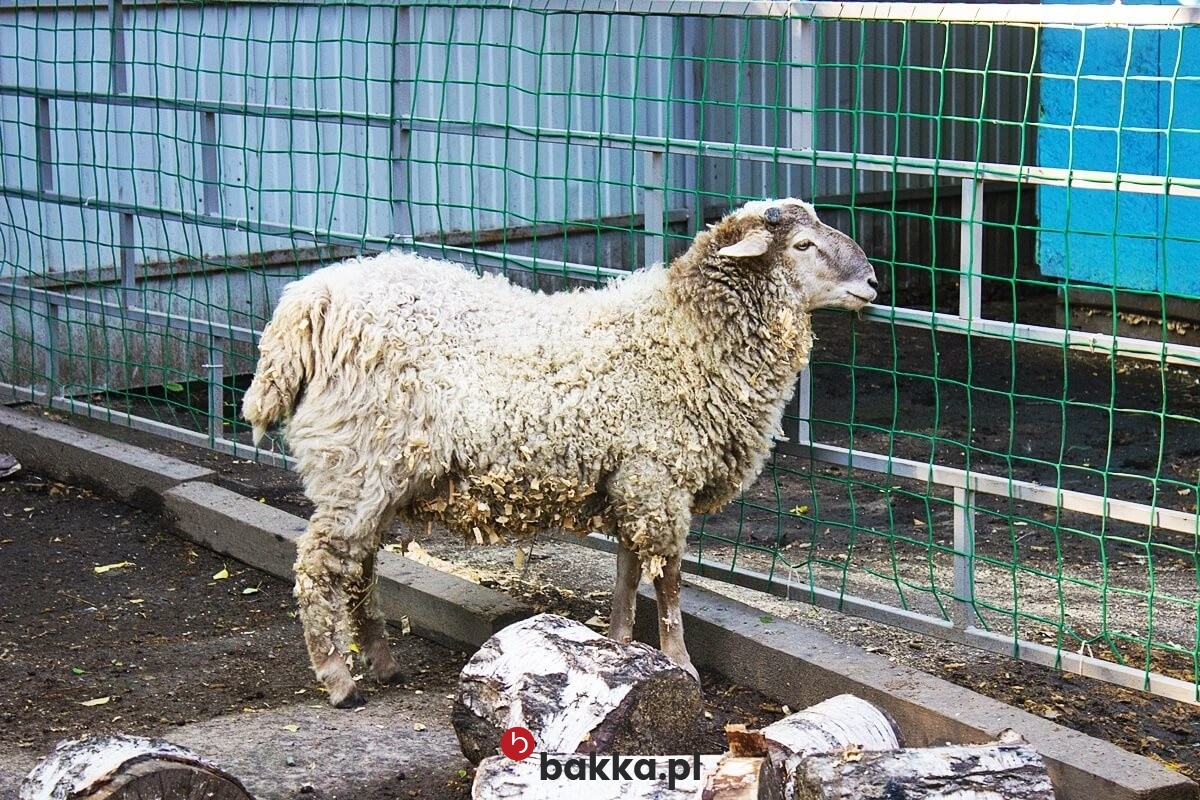  Bakka - Siatki dla kaczek - Siatki zabezpieczające hodowle kaczek 