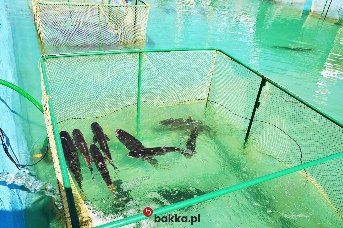   Bakka - Siatki do hodowli ryb wykonane z tworzywa sztucznego w kolorze szarym lub czarnym, dostępne w sprzedaży na wymiar z oczkami o wielkości 1x1 centymetra. 