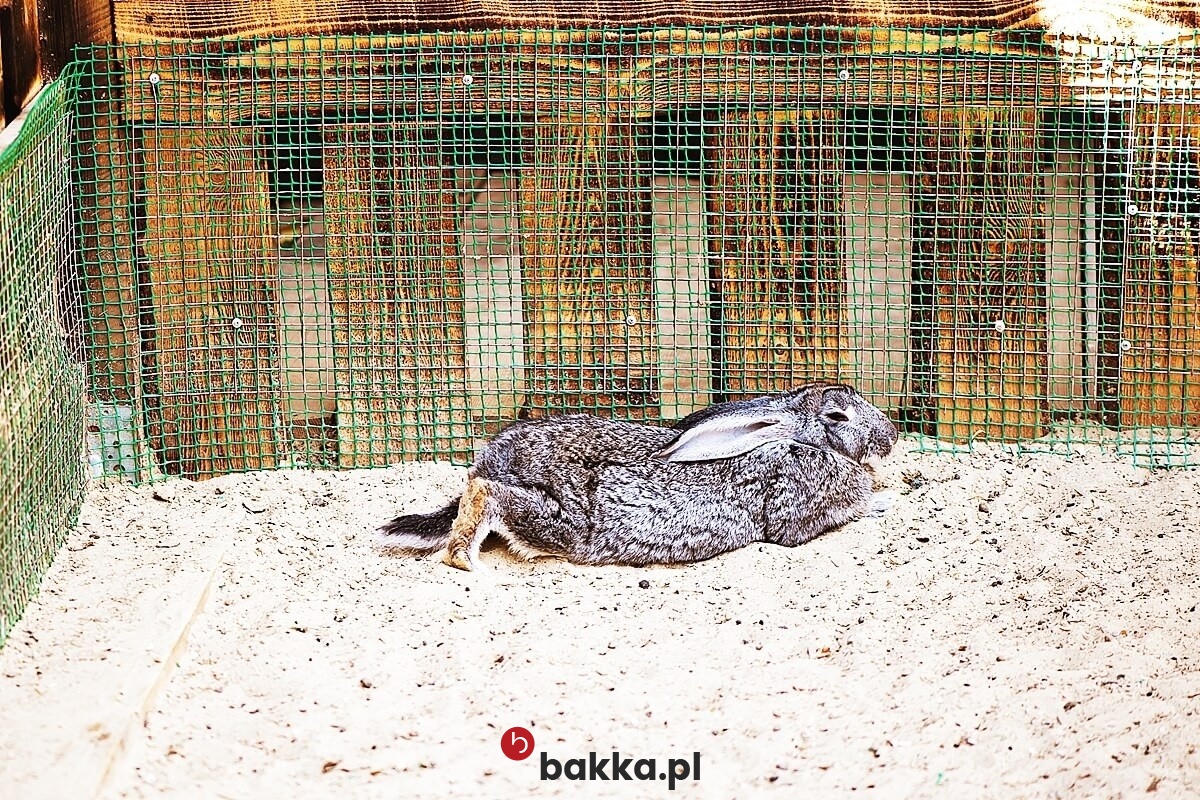  Bakka - Ogrodzenie dla królików 