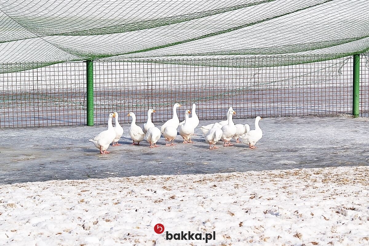   Bakka - Zielona lub szara siatka ochronna na wymiar z polipropylenu o grubości 5 mm i oczkach 8x8 cm. 
